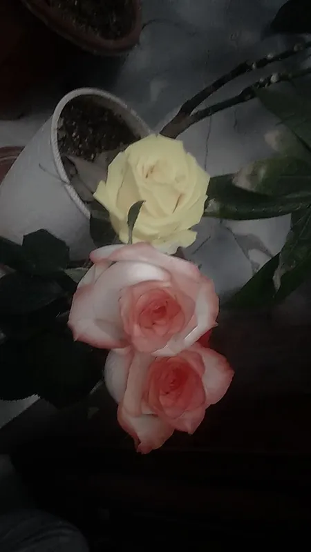 tabiy atirgul har hil rangda donasi 15mingdan 2