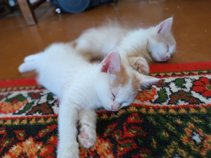 Отдам котят в хорошие руки бесплатно 5