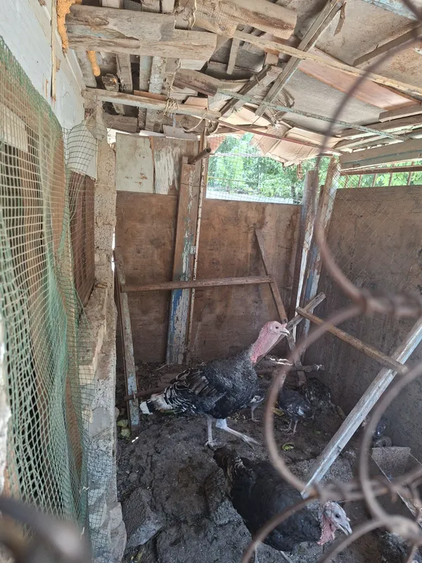 Soglom erke kurka bor 1 Soglom erke kurka bor 1