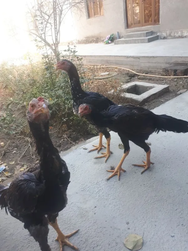 Dakan xurozlar sotiladi 3 Dakan xurozlar sotiladi 3