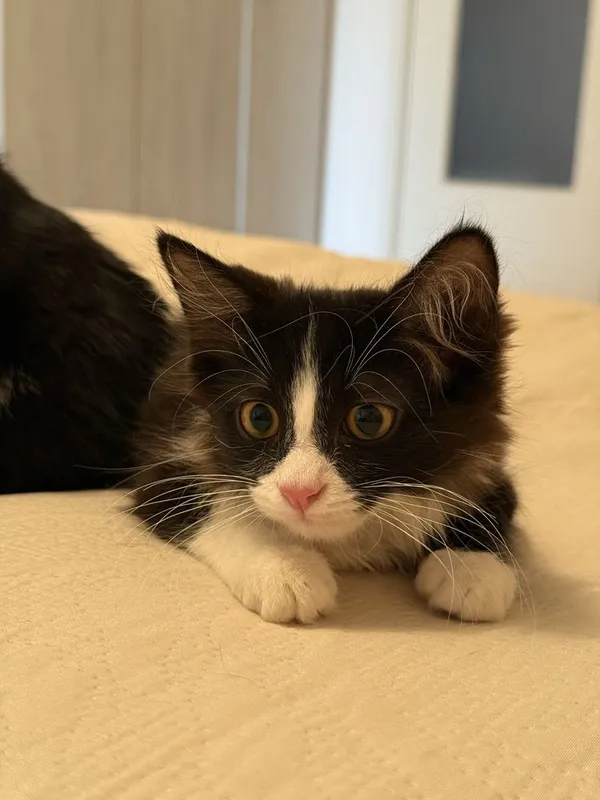 Срочно отдаются котята в добрые руки! 4 Срочно отдаются котята в добрые руки! 4