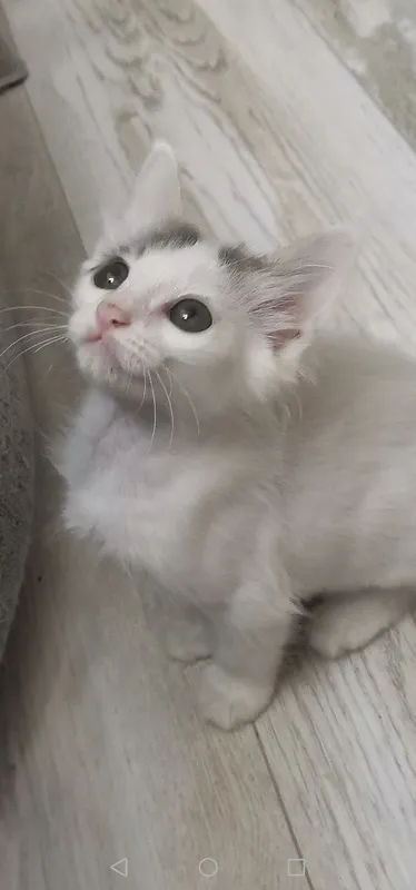 Котята бесплатно — фото 3