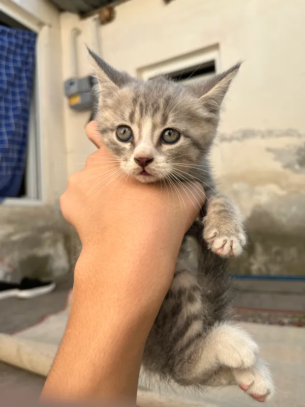 Плюшевый котенок в британском типе. Очень милый! 1