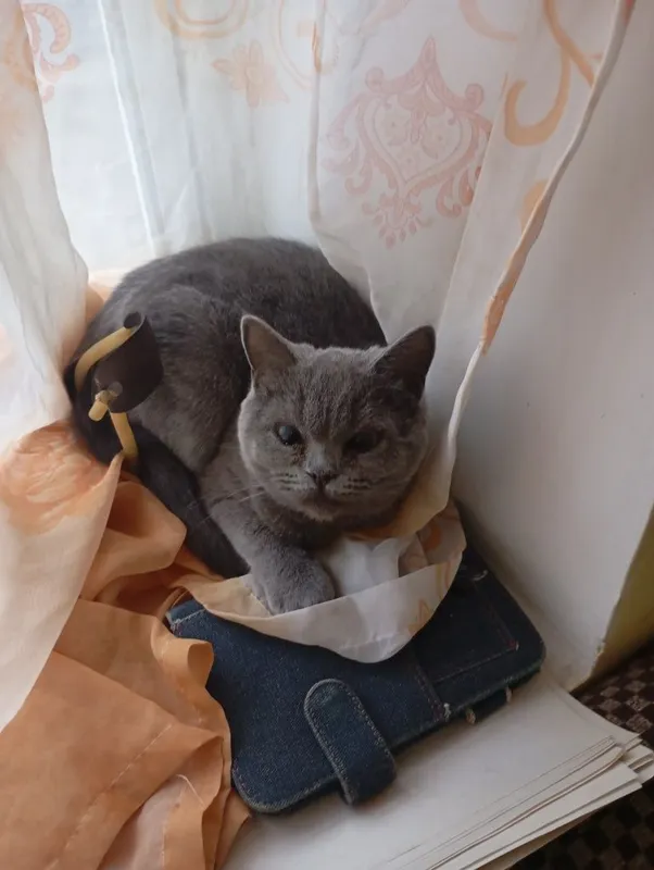 Мушук сотилади . Зоти Скоттиш Страйт. 2 Мушук сотилади . Зоти Скоттиш Страйт. 2