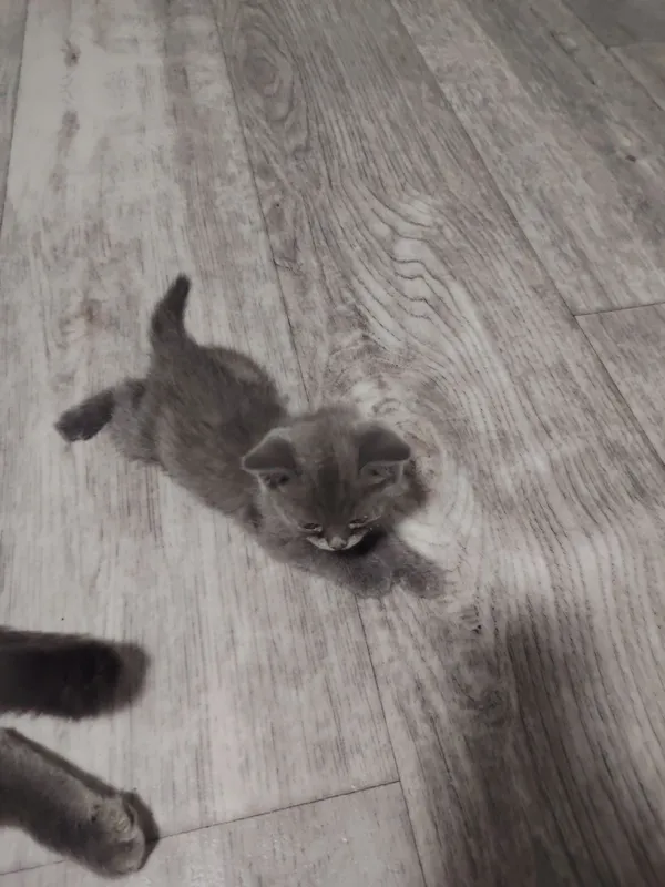 Британский кошка — фото 3 Британский кошка — фото 3