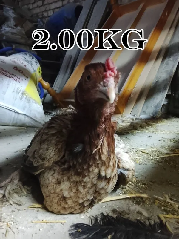 1ta xoroz va 9ta tovuq sotiladi 3 1ta xoroz va 9ta tovuq sotiladi 3