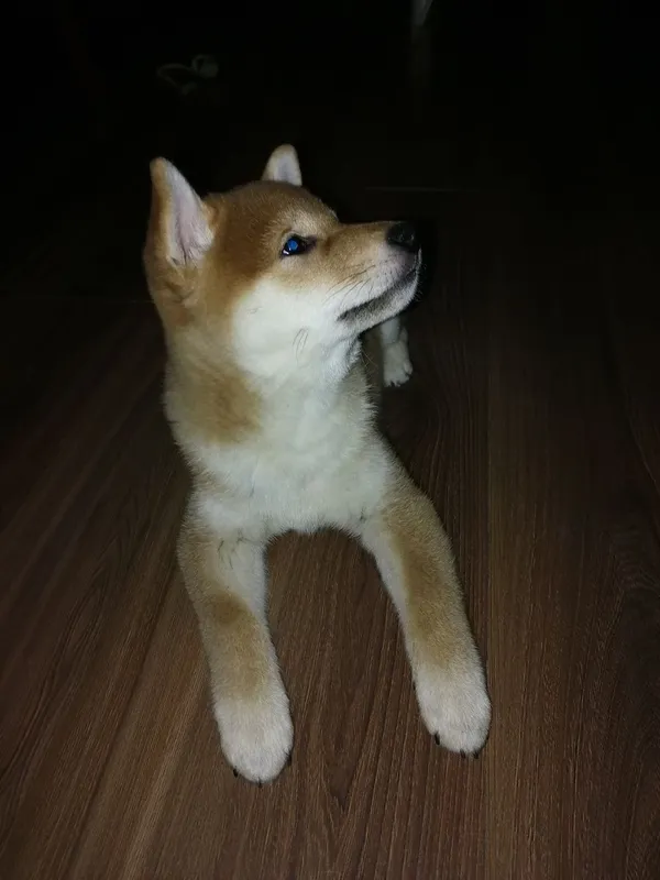 Продаются щенки Сибо-ино "Shiba-ino" — фото 4