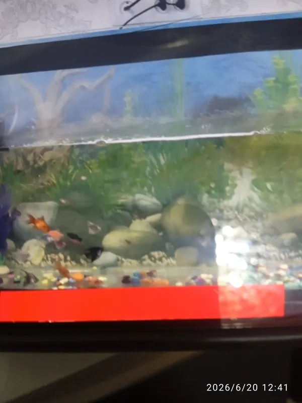 Akvarium va baliklar sotiladi 1 Akvarium va baliklar sotiladi 1