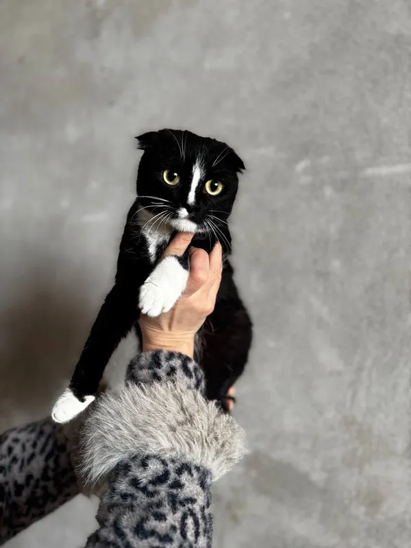 скотиш фолд весеоуха — фото 1