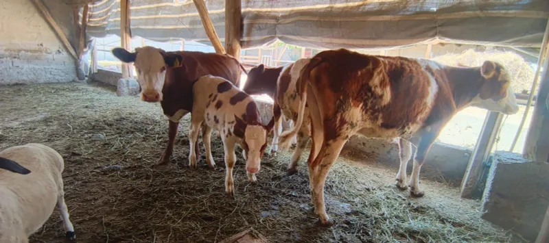 Симентал, гренфорд моллар сотилади 3