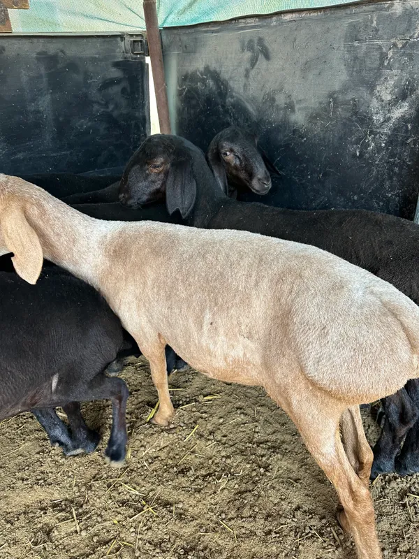 xisori qo'ylar sotiladi srochna 4