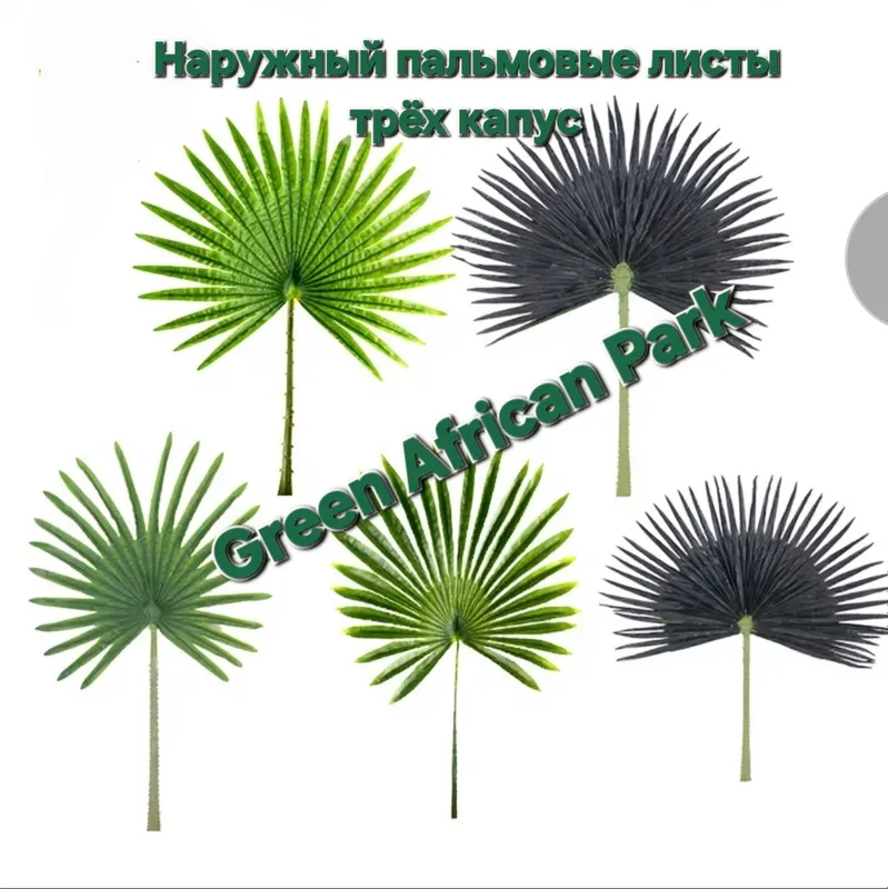 Пальмовые листья palma barglari 7
