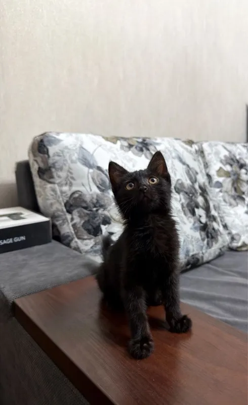 Котенок ищет маму,девочка,умная 1 Котенок ищет маму,девочка,умная 1