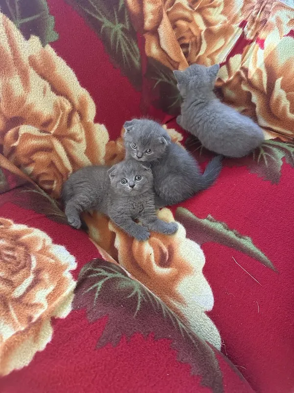 Котята: скоттиш-фолд и скоттиш-страйт 8 Котята: скоттиш-фолд и скоттиш-страйт 8