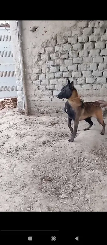 Малинуа тоззаси керак диганларга пирвазное — фото 2