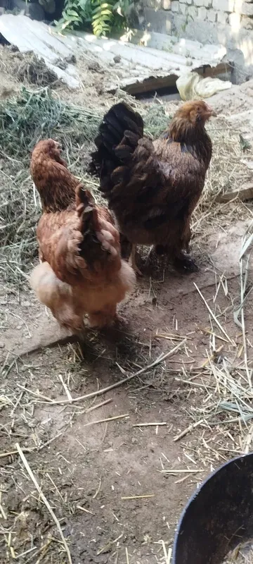 Brama tovuqlari sotiladi 2 Brama tovuqlari sotiladi 2