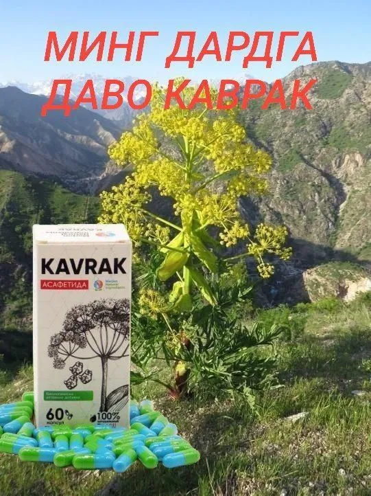 Капсулы «Каврак» — лекарство от тысячи болезней 4 Капсулы «Каврак» — лекарство от тысячи болезней 4