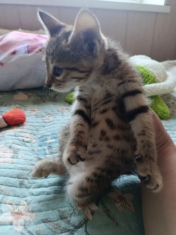 Котята в добрые, ответственные руки 1 Котята в добрые, ответственные руки 1