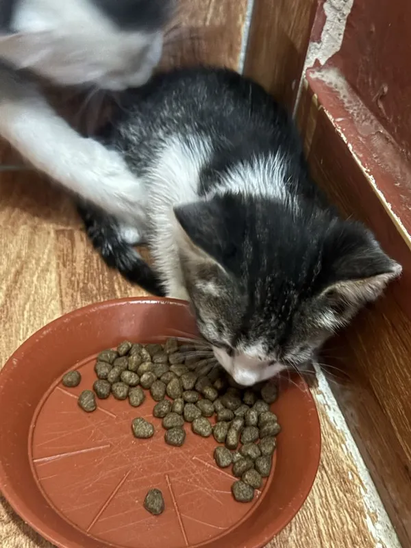 Кошка/кошки котенок в добрую руку