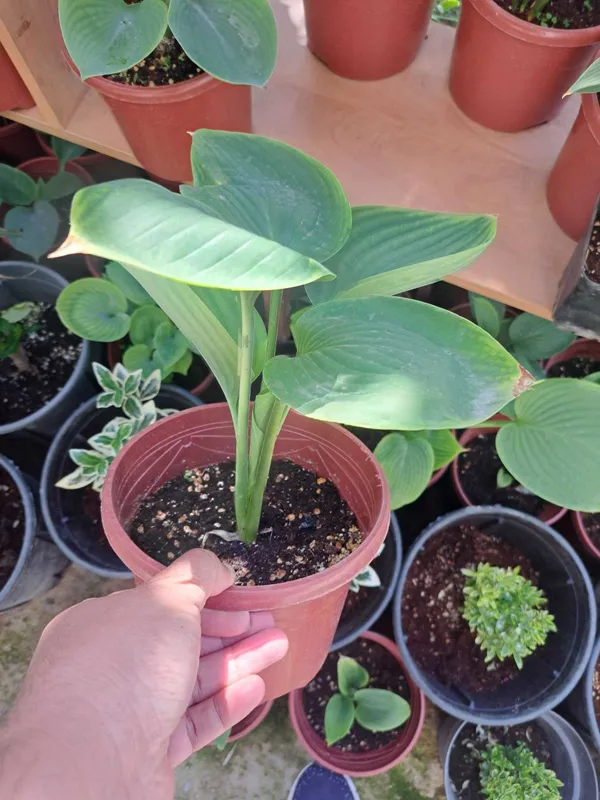 Хоста (лат. Hosta) — «королево тени» — фото 2