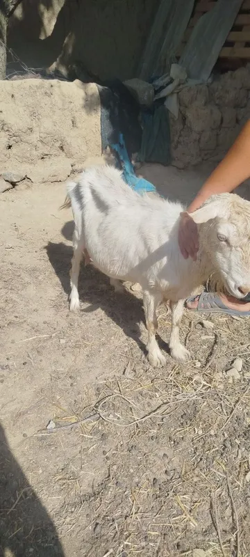 Sot yoʻnalishdagi toza echkilar 1 Sot yoʻnalishdagi toza echkilar 1