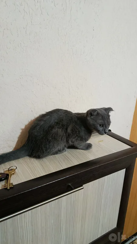 Британский домашний кот 3 Британский домашний кот 3