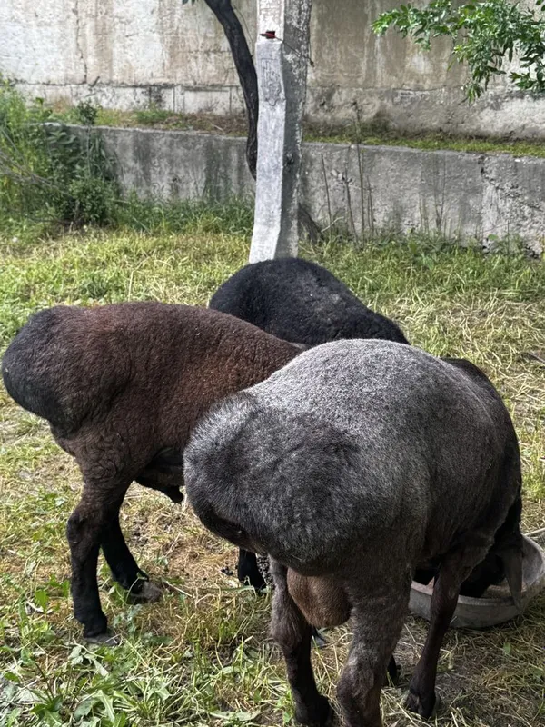 Quchqorlar sotiladi qurbonlikka