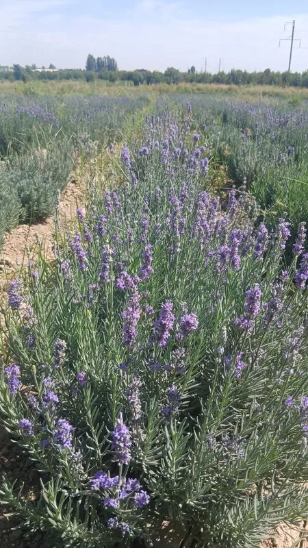 Zor xolatdagi lavanda guli 1 Zor xolatdagi lavanda guli 1