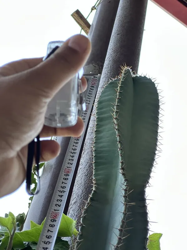 Церус (Cereus repandus / Cereus peruvianus) катус — 2.6 метр 1 Церус (Cereus repandus / Cereus peruvianus) катус — 2.6 метр 1