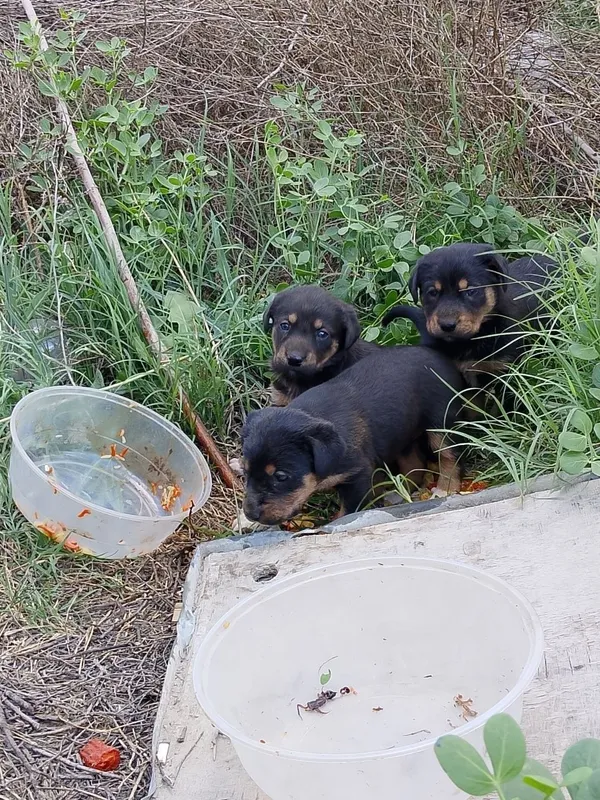 Rottweiler sotiladi — фото 1
