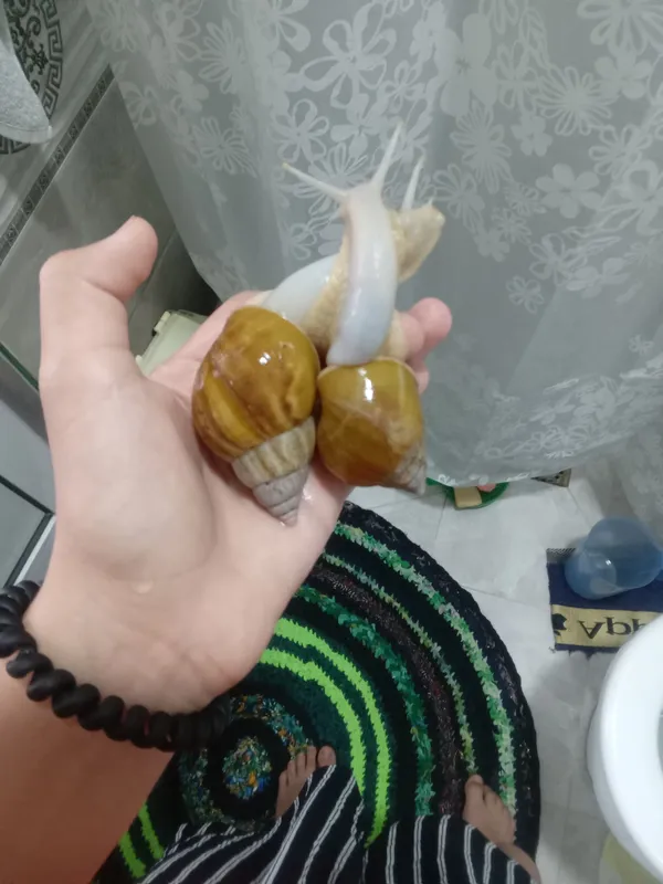 Hamma kichkina shilliqqurt bolalarini 50 mingga sotaman 2 Hamma kichkina shilliqqurt bolalarini 50 mingga sotaman 2