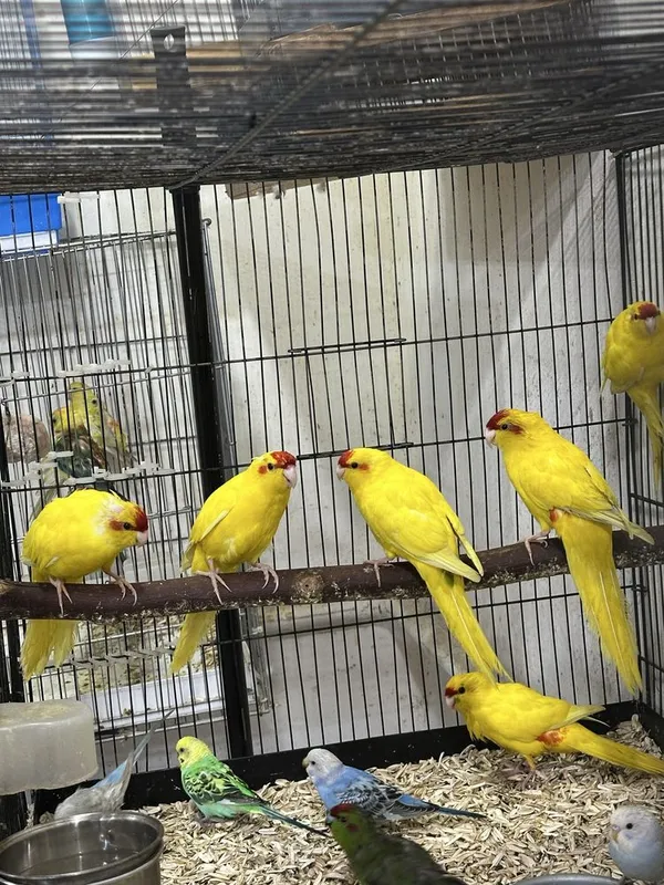 Kakriki sotiladi donasi 350 000min 3