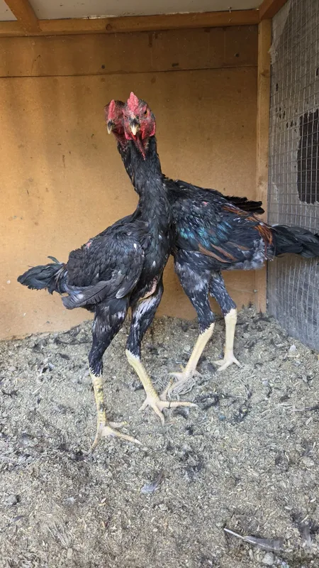Dakan jojala 5 kg tepasi bo'ladi 4 Dakan jojala 5 kg tepasi bo'ladi 4