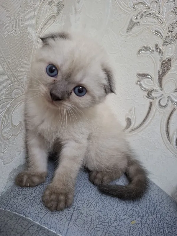 Mushuklar sotuvda 6 Mushuklar sotuvda 6
