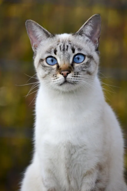 Mushuk,Кошка 1 Mushuk,Кошка 1