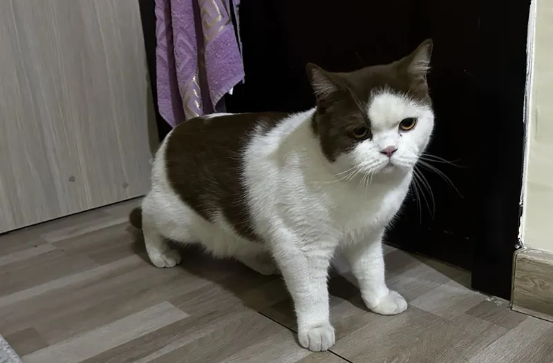 Продаю британскую короткошёрстную кошку 5