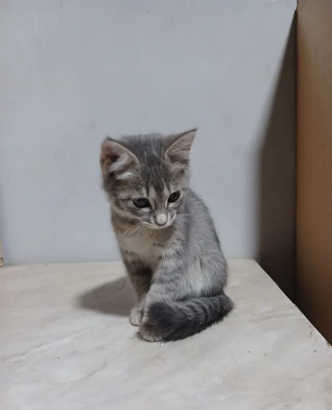 Срочно продаются котята 7 Срочно продаются котята 7