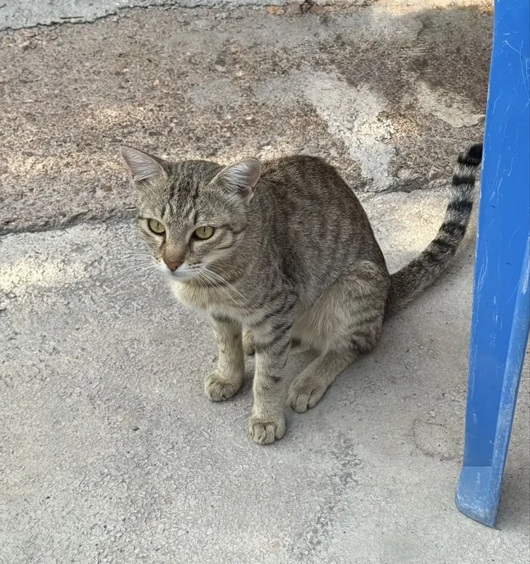 Отдадим котят бесплатно все мальчики 2 Отдадим котят бесплатно все мальчики 2