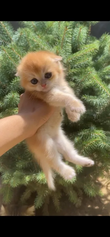 zalatistaya shinshilla tabby qiz bola mushuk 4