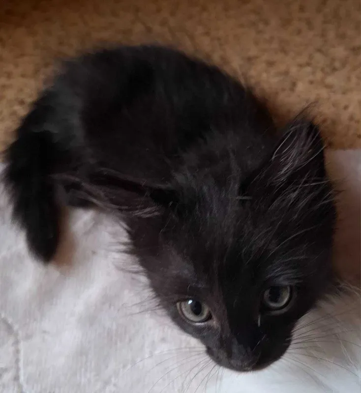 Черный котенок 2 месяца — фото 1