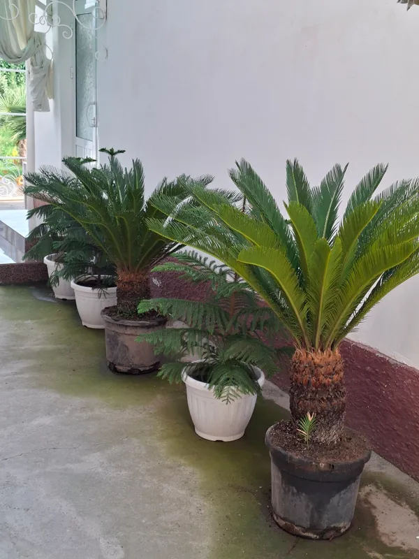 cycas palmalar sotiladi 2 mln 500 ming soʻm