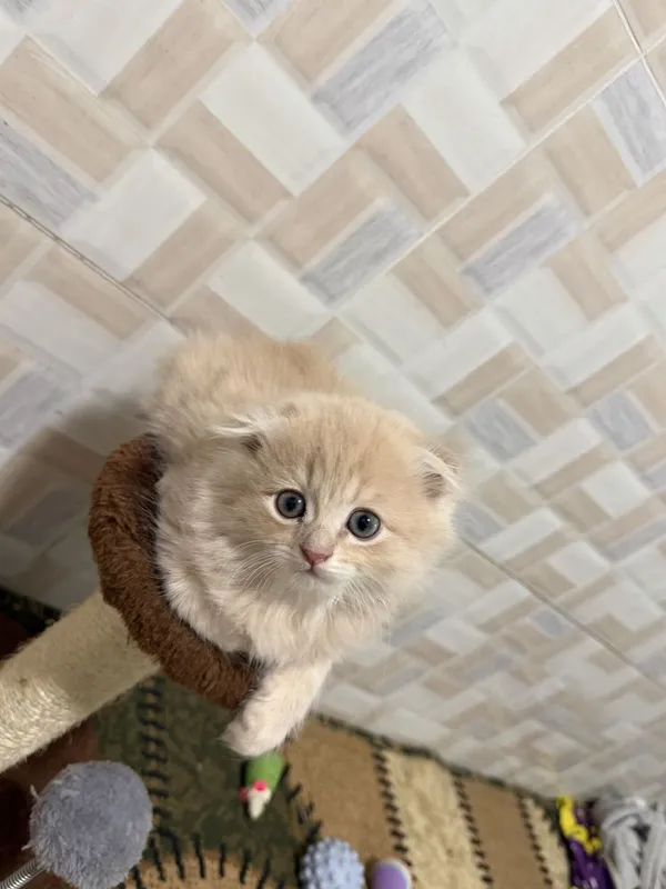 Продаются шотланские котята скотиш фолд 2 Продаются шотланские котята скотиш фолд 2