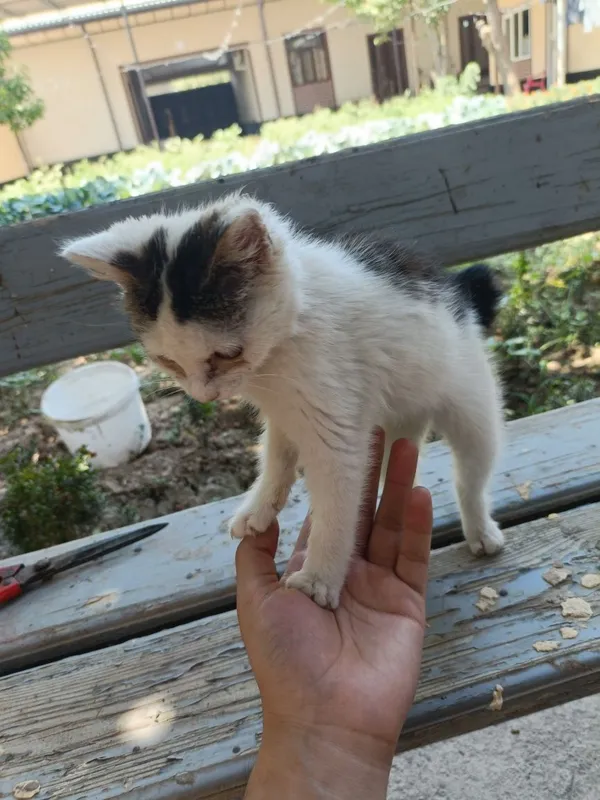 Dumi yoʻq tugʻilgan mushuk aka ukalarini dumi bor 1 Dumi yoʻq tugʻilgan mushuk aka ukalarini dumi bor 1