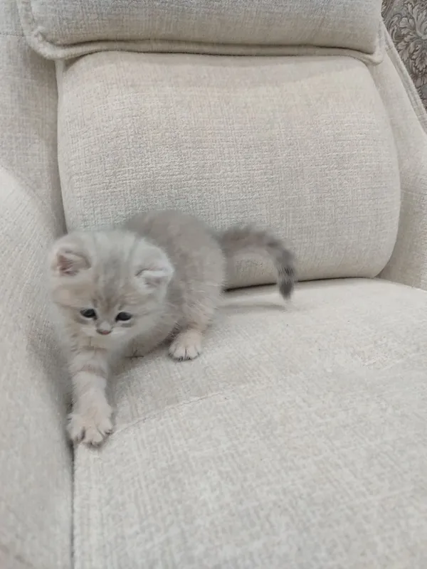 Чистокровные шотландские котята. 6 Чистокровные шотландские котята. 6