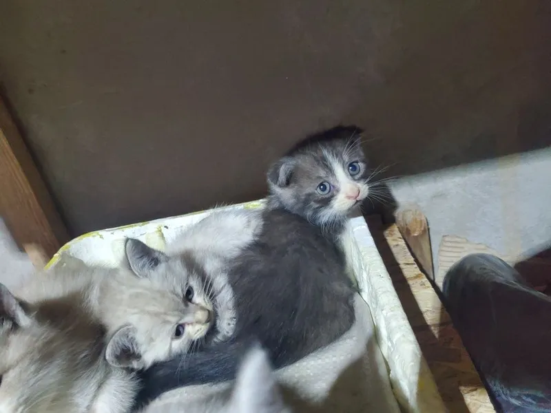 Котята британские — фото 1