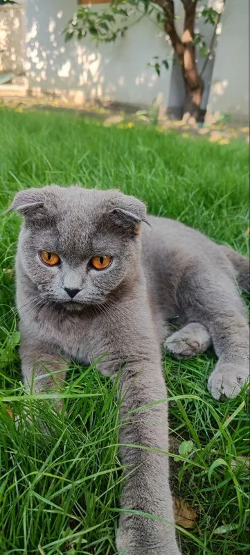 Scottish Fold mushuk