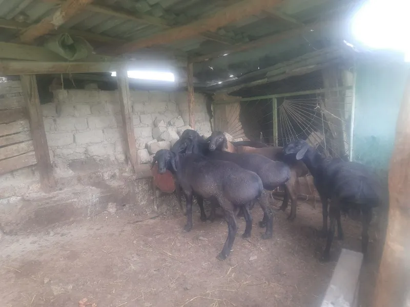 Qurbonlik uchun qo'chqorlar sotiladi — фото 1