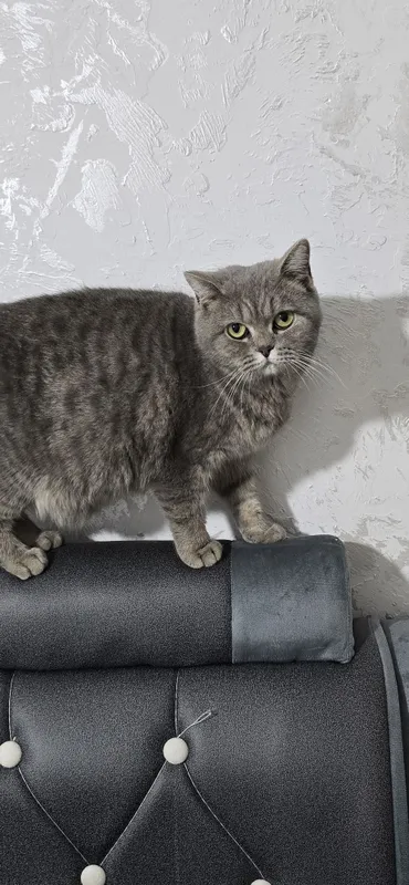 Skotish strayt qiz bola homilador
