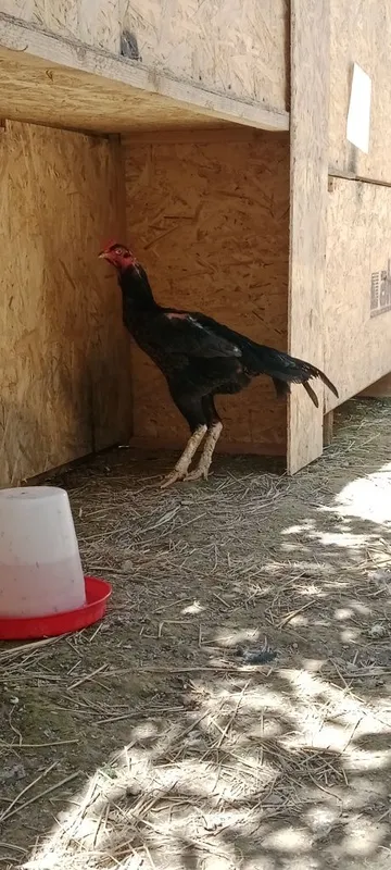 Bobo horoz sotiladi tovug'yam bor — фото 1