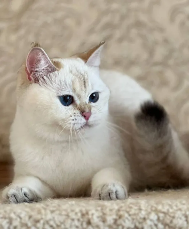 Sifatli, zotdor mushuklar sotiladi. Scottish fold, Britan zotlari 7 Sifatli, zotdor mushuklar sotiladi. Scottish fold, Britan zotlari 7